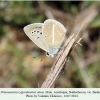 polyommatus ninae male nakhichevan 2